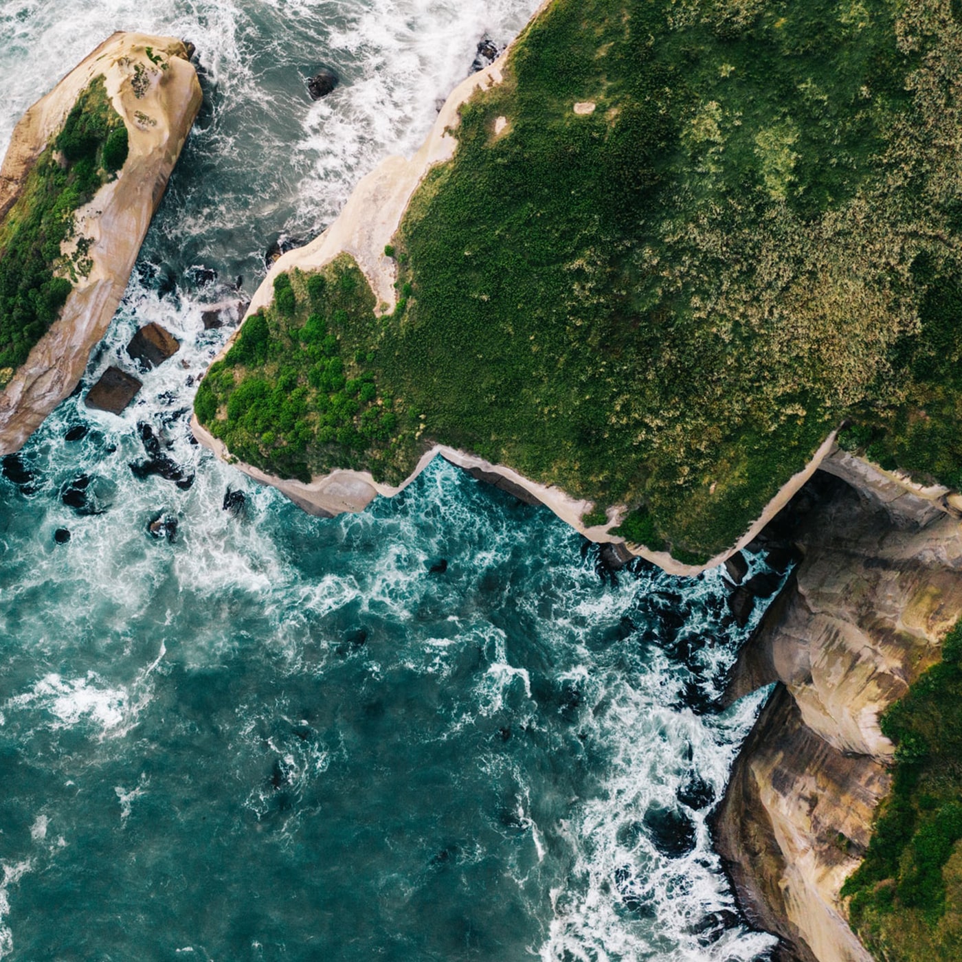 Green forest with shoreline