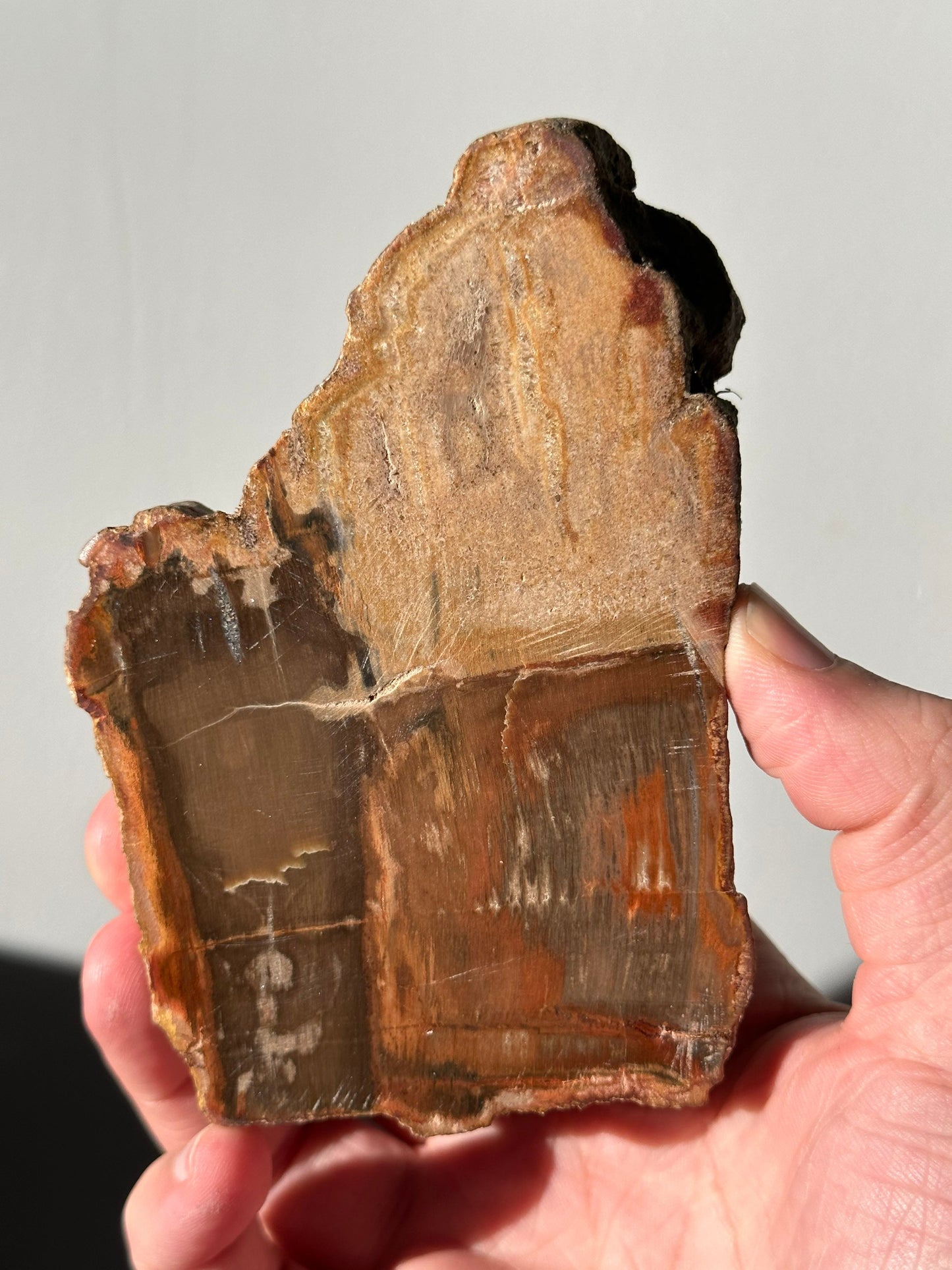 Natural Petrified Wood Slab | Mitten/Michigan Shape | Natural Crystal | Meditation & Healing Crystal