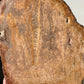 Natural Petrified Wood Slab | Mitten/Michigan Shape | Natural Crystal | Meditation & Healing Crystal