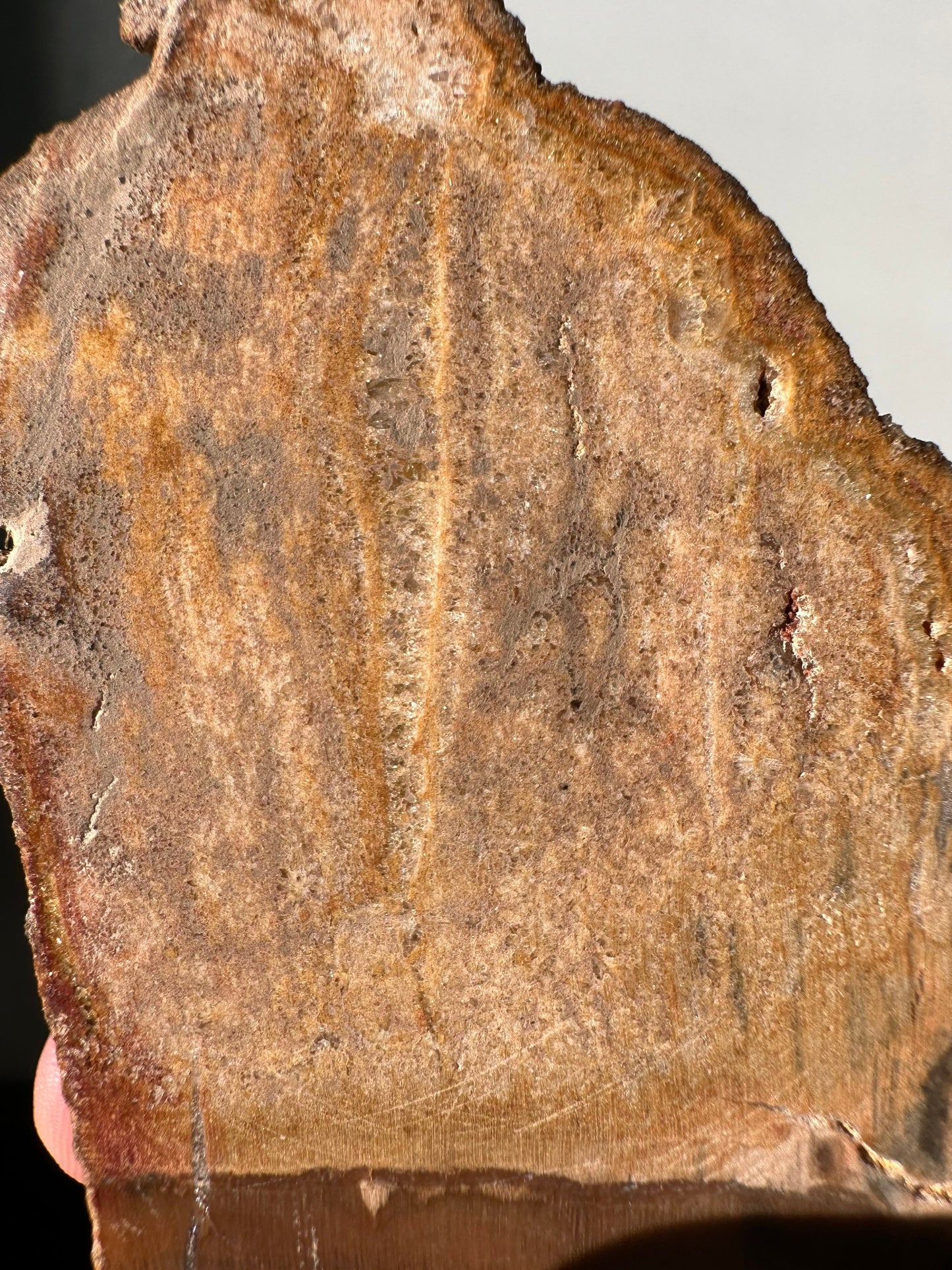 Natural Petrified Wood Slab | Mitten/Michigan Shape | Natural Crystal | Meditation & Healing Crystal