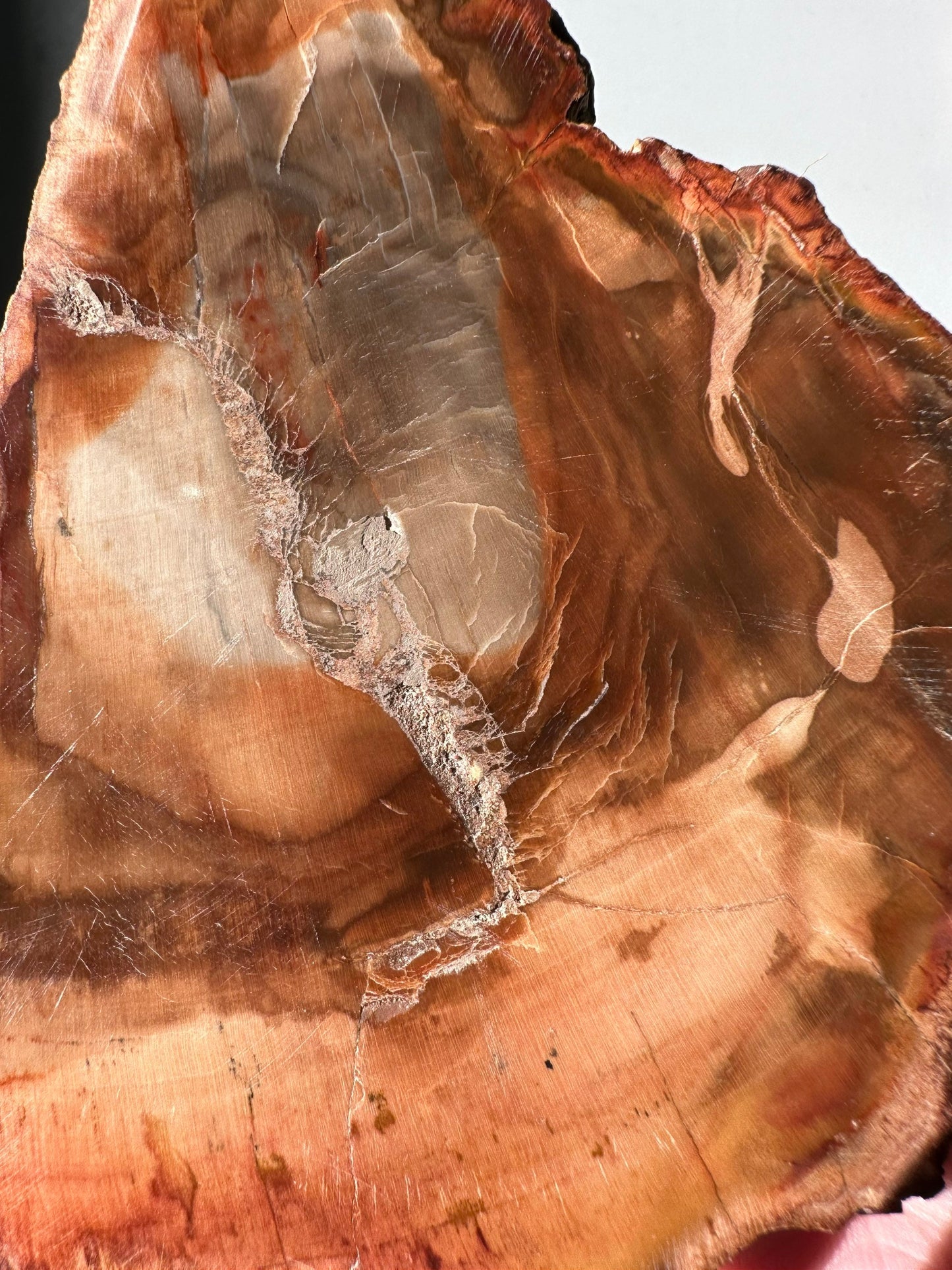 Natural Petrified Wood Slab | Arrowhead Shape | Natural Crystal | Meditation & Healing Crystal