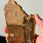 Natural Petrified Wood Slab | Mitten/Michigan Shape | Natural Crystal | Meditation & Healing Crystal