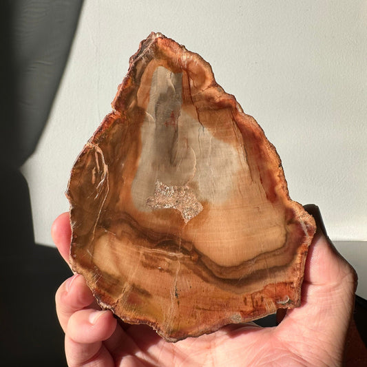 Natural Petrified Wood Slab | Arrowhead Shape | Natural Crystal | Meditation & Healing Crystal