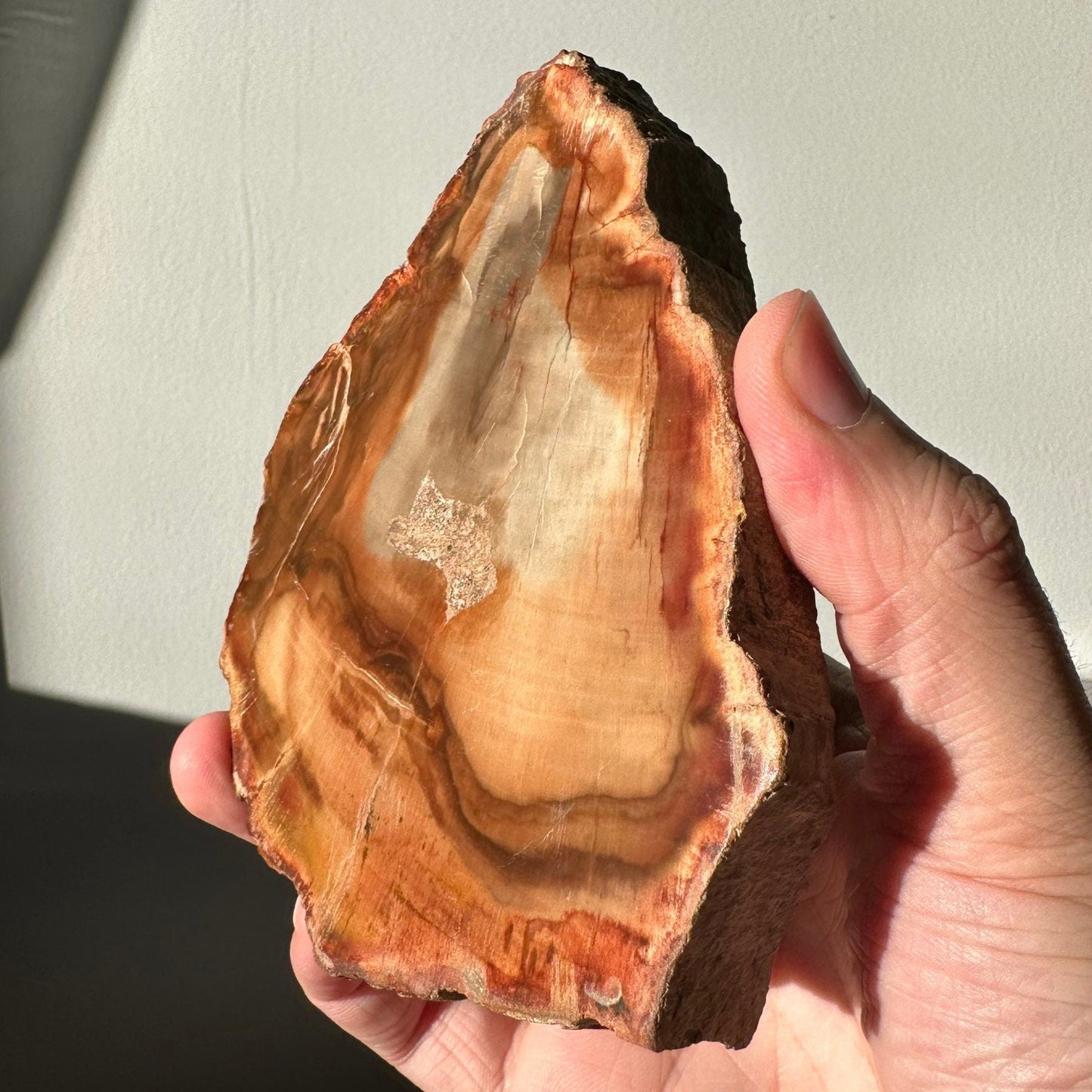 Natural Petrified Wood Slab | Arrowhead Shape | Natural Crystal | Meditation & Healing Crystal