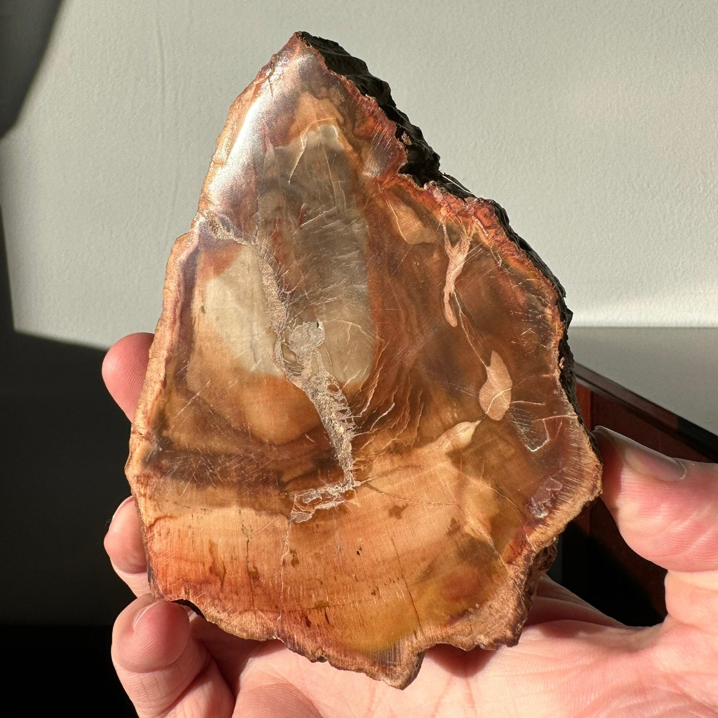 Natural Petrified Wood Slab | Arrowhead Shape | Natural Crystal | Meditation & Healing Crystal