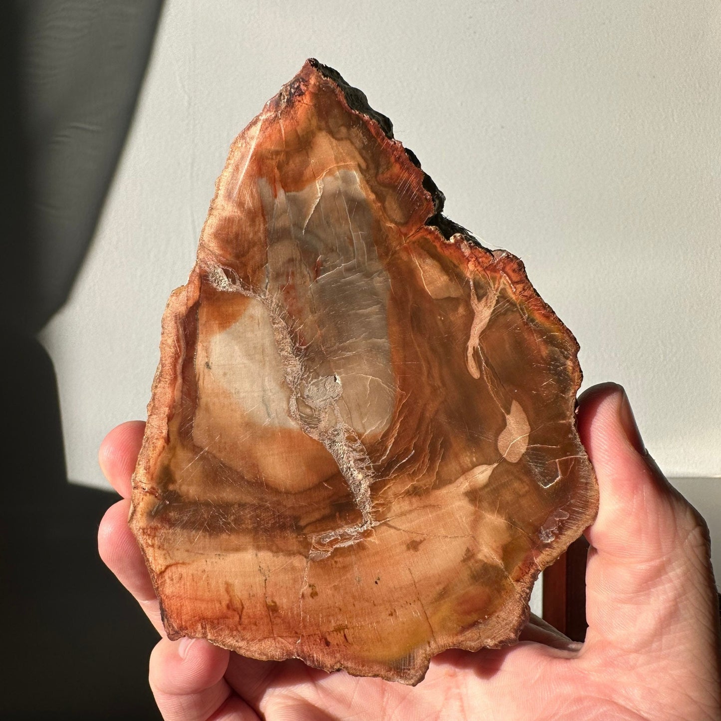 Natural Petrified Wood Slab | Arrowhead Shape | Natural Crystal | Meditation & Healing Crystal